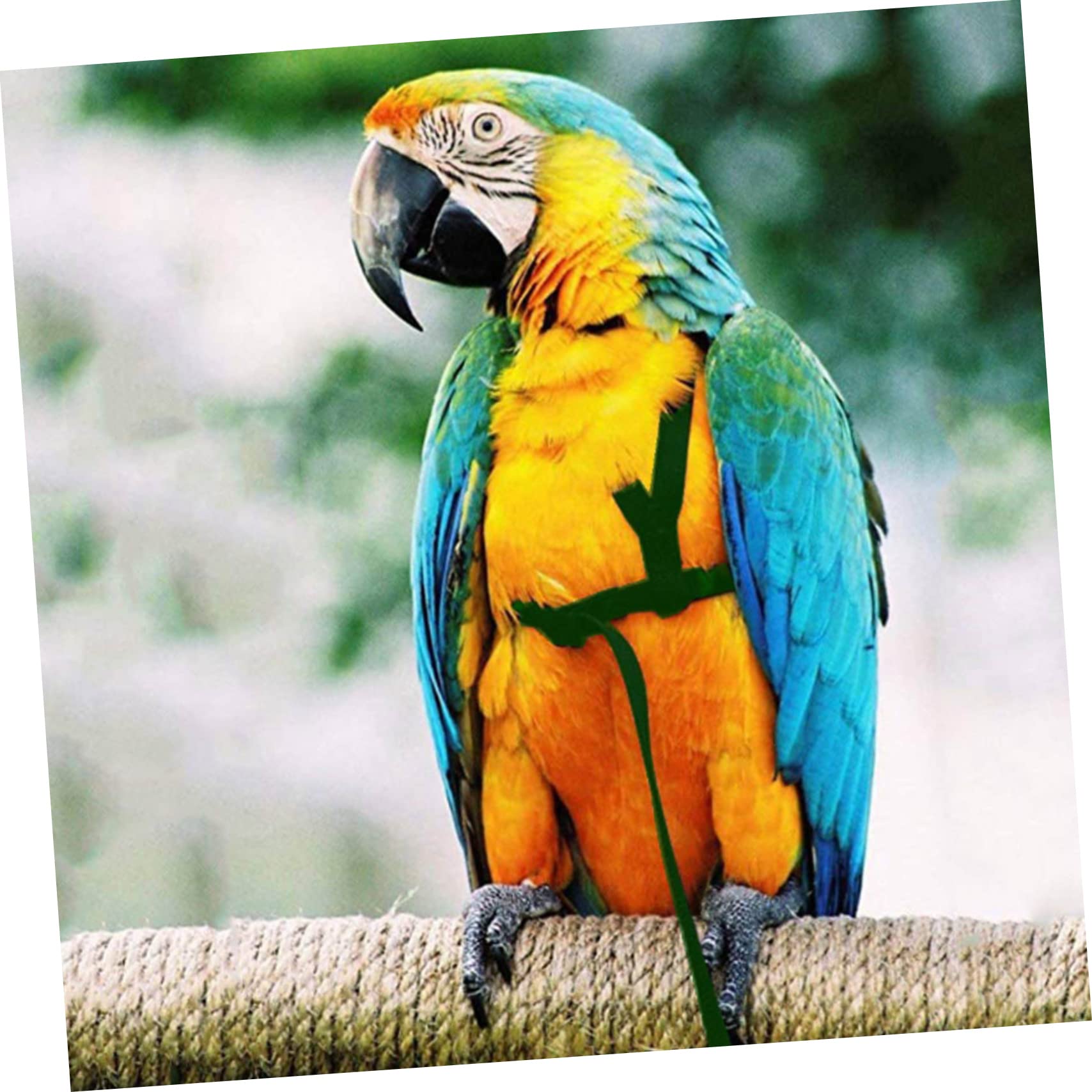 Garneck 3Pcs Adjustable Bird Harness Safe Bird Training Leash for Parrots Includes Harnesses for Outdoor Flying and Training