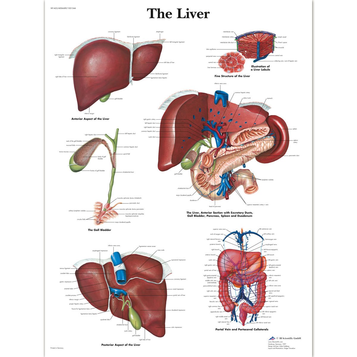 3B Scientific Human Anatomy - The Liver Chart, Laminated Version