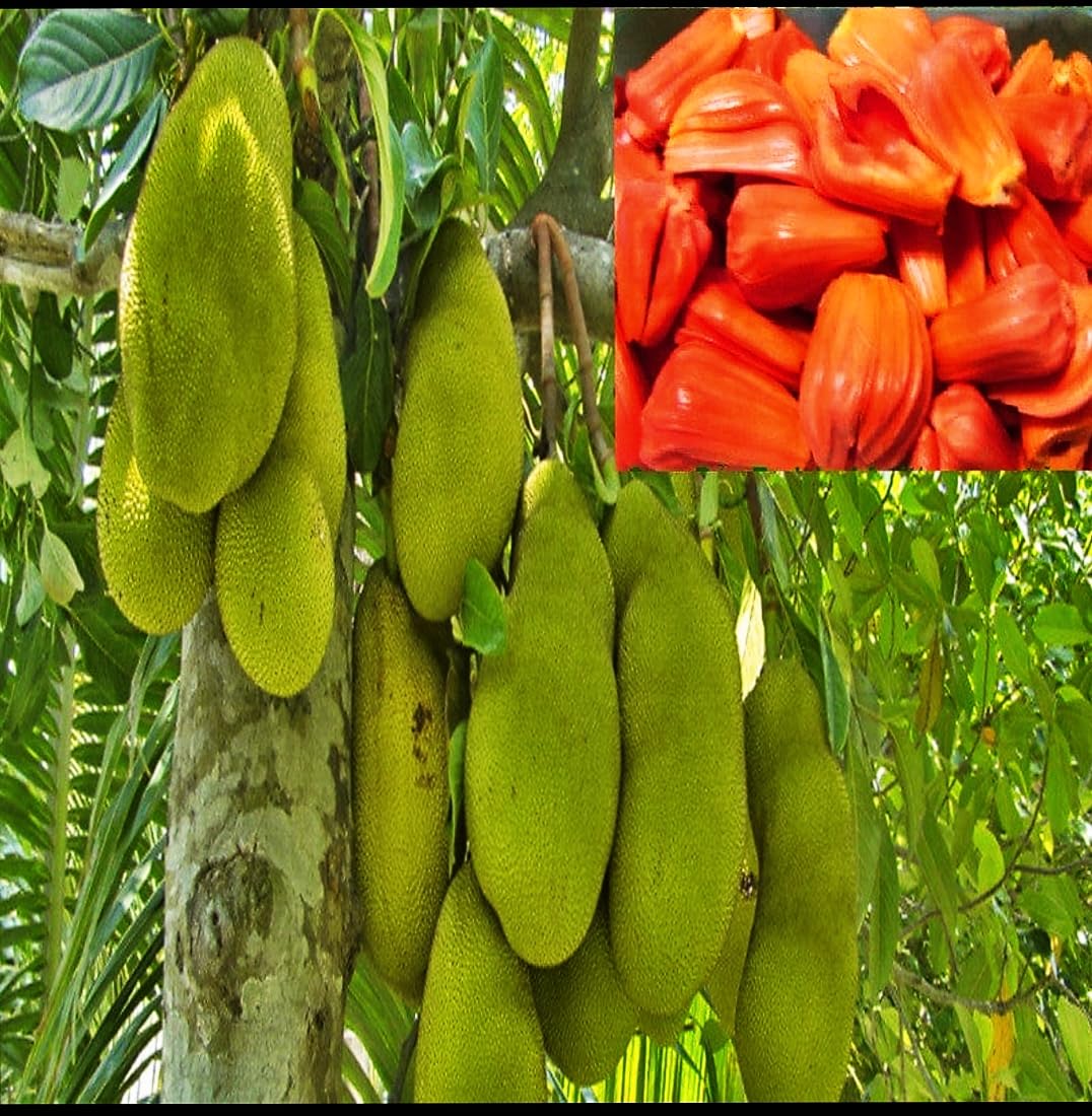 See full amazon price history chart for THE PLANT BAZAR - Vietnam Jack Fruit live Plants (2-3Feet) Live Fruit Plant for Hot Climate Supporting All India Weather 1 (Fruit After 1 Year THE PLANT BAZAR - Vietnam Jack Fruit live Plants (2-3Feet) Live Fruit Plant for Hot Climate Supporting All India Weather 1 (Fruit After 1 Year (B0BLH6T1KZ) Amazon Price History, Amazon Price Tracker