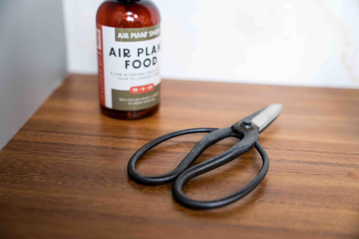 Air Plant Shop Bonsai-Style Pruning Scissors for Tillandsia Air Plants - Wholesale and Bulk - Succulents - Live Tillandsia - Easy Care Indoor and Outdoor House Plants