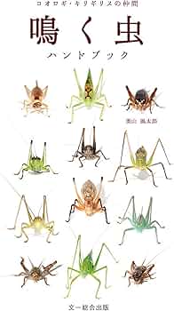 71oHxvbCFxL._AC_UF350,