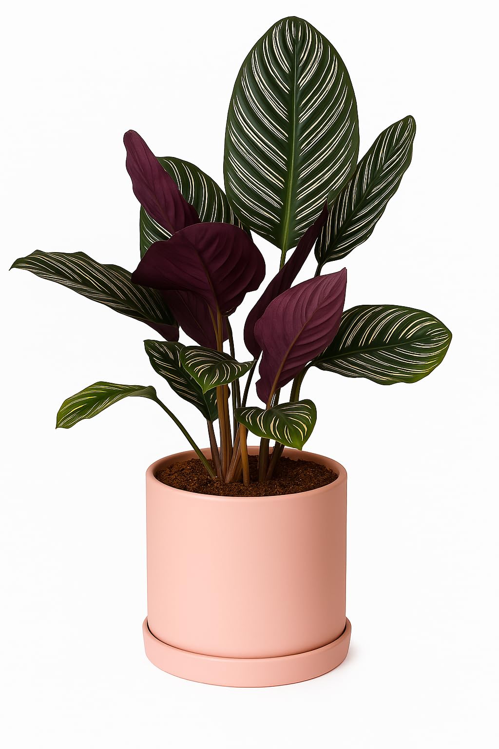 Calathea Stripe Live Plant for Home With Pot-picture-10