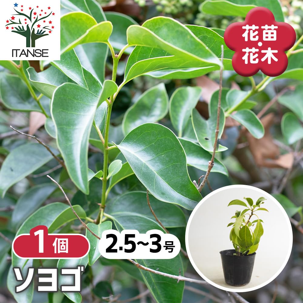 Amazon.co.jp: ITANSE ソヨゴ 2.5～3号 1個売り 花木苗 耐寒性