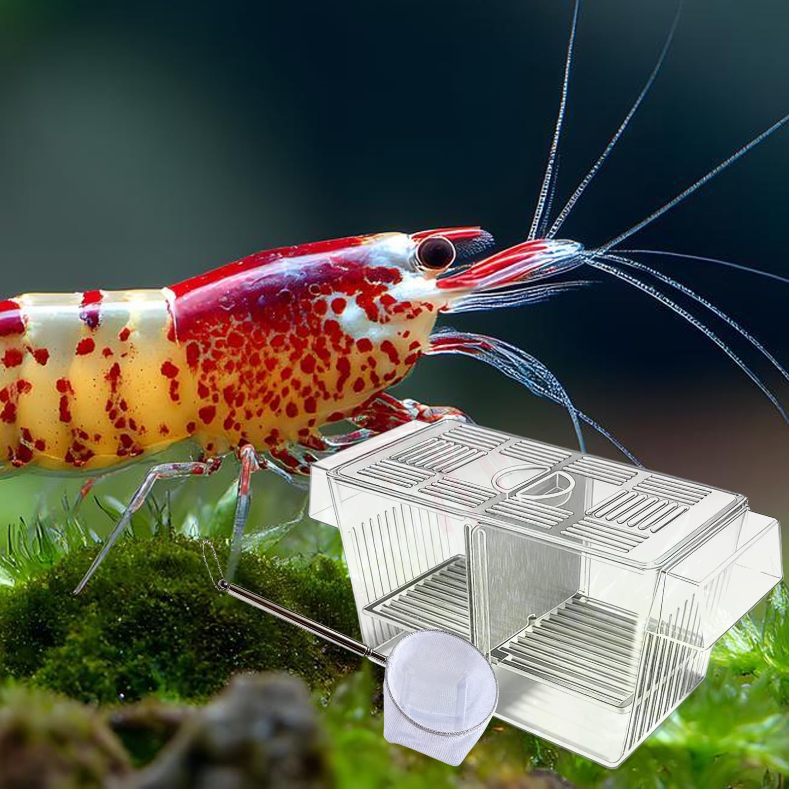 23 cm, bacino di allevamento per acquario, contenitore acrilico trasparente, per acquario, sistema di separazione rimovibile, pratica rete di raccolta, cassetta per la cura dei pesci