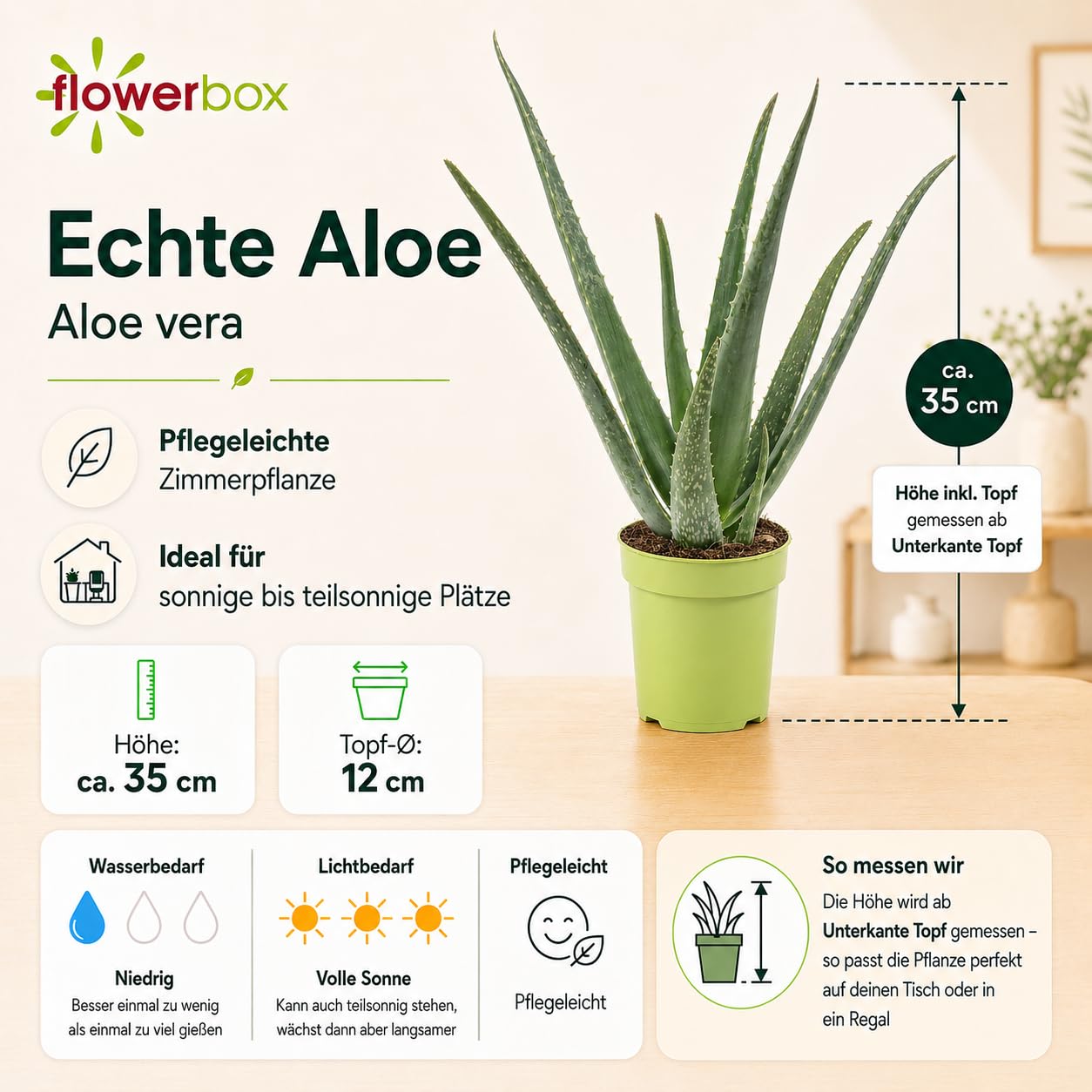 Aloe vera - planta de interior fácil de cuidar, Babosa - altura aprox. 40 cm, diâmetro do vaso 12 cm