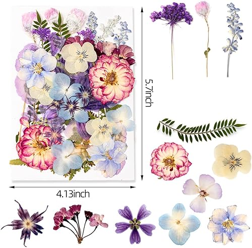 Miniatura 2 de Blaflo Más de 35 piezas de flores moradas para modelo de resina, flores prensadas reales, hojas secas a granel, kit de hierbas naturales para