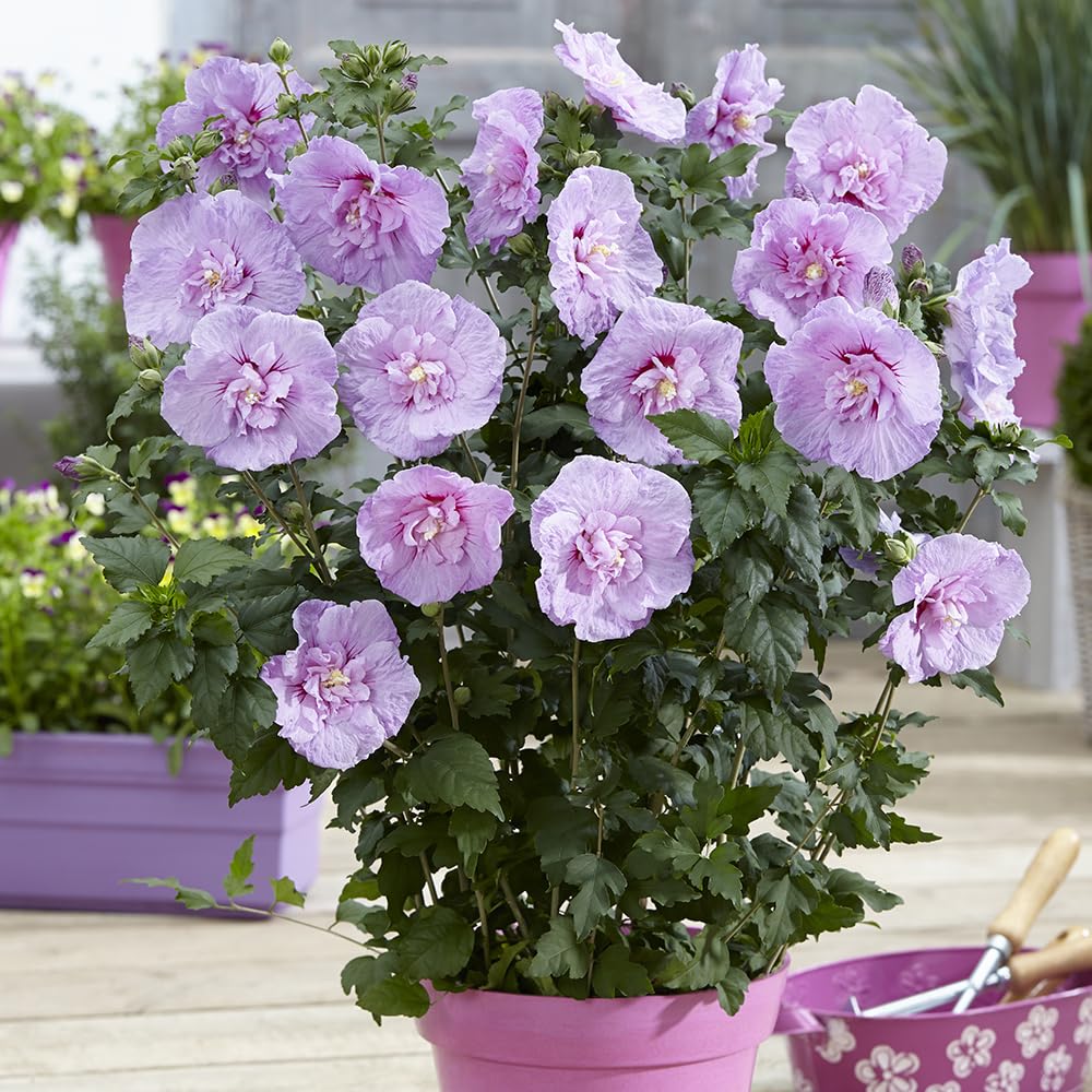 YouGarden Hibiscus 'Chiffon Lavender', Established Plant in a 3L Pot, Ready to Plant