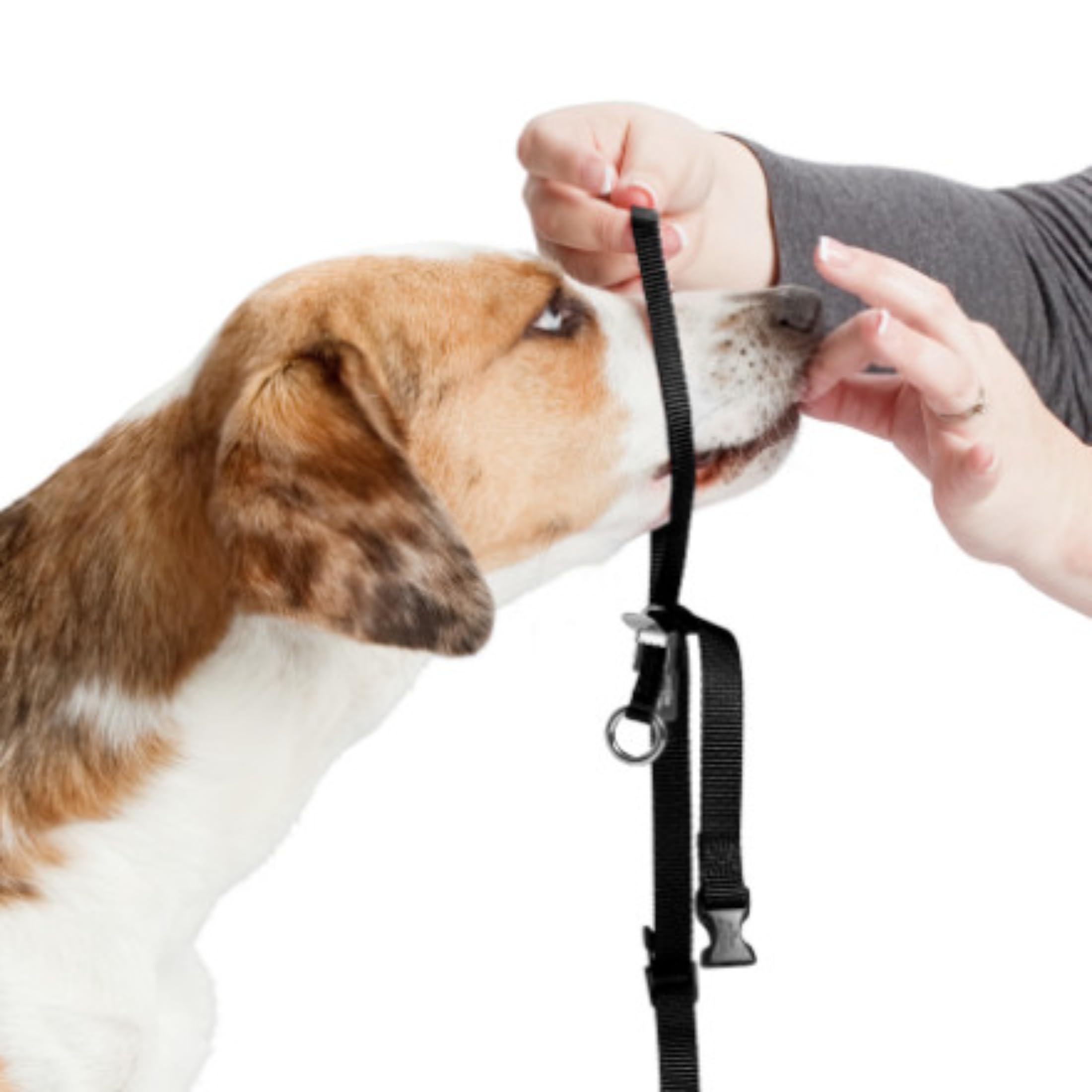PetSafe Easy Walk – Bozal para Perros, Collar de Cabeza Antitirones para Perros, Ajustable, Acolchado, con Correa De Paseo Incluida, Negro, M