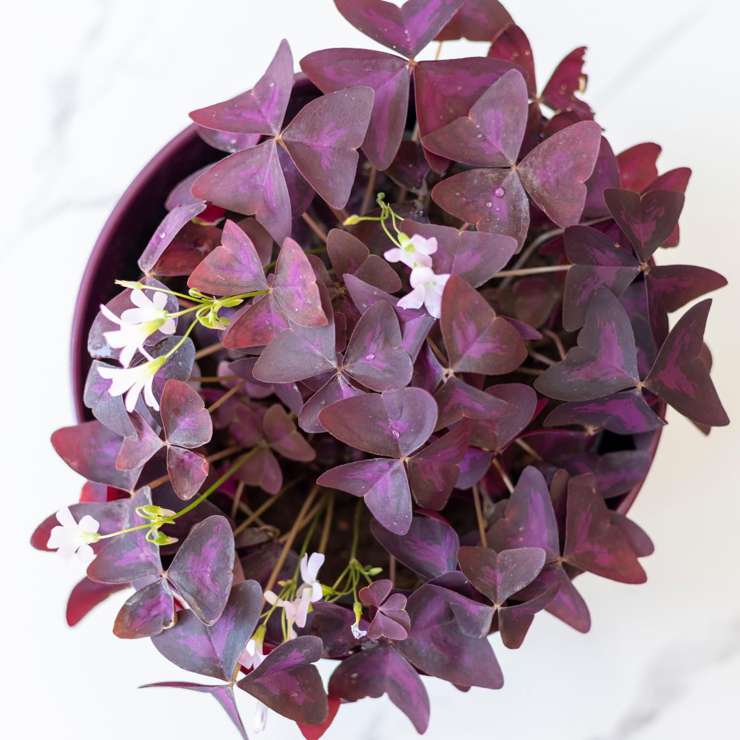 Oxalis Triangularis Live Plant, Purple Shamrock Plants Live, Oxalis Triangularis Purple Leaves for Planting Outdoor Indoor Garden