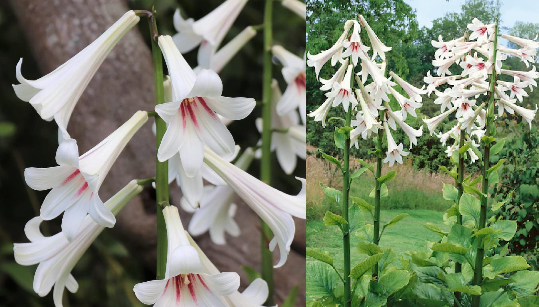 Giant Himalayan Lily Cardiocrinum Giganteum 20 Seeds