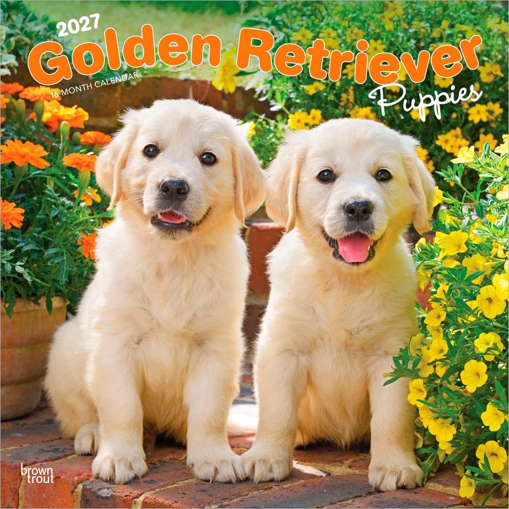 Golden Retriever Puppies 2027 12 X 24 Inch (Hanging) Monthly Square Wall Calendar Plastic-Free: Original BrownTrout-Kalender [Mehrsprachig] [Kalender]