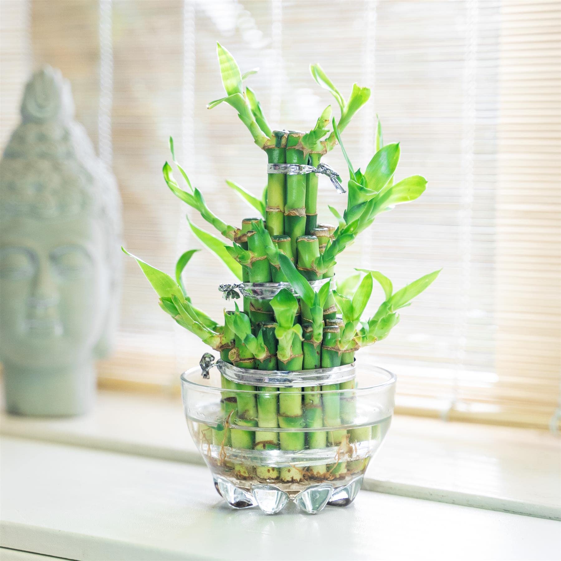 Easy Plants Bonsaï d'intérieur à feuilles persistantes avec ruban de bambou à 3 étages dans un pot en verre pour Feng Shui