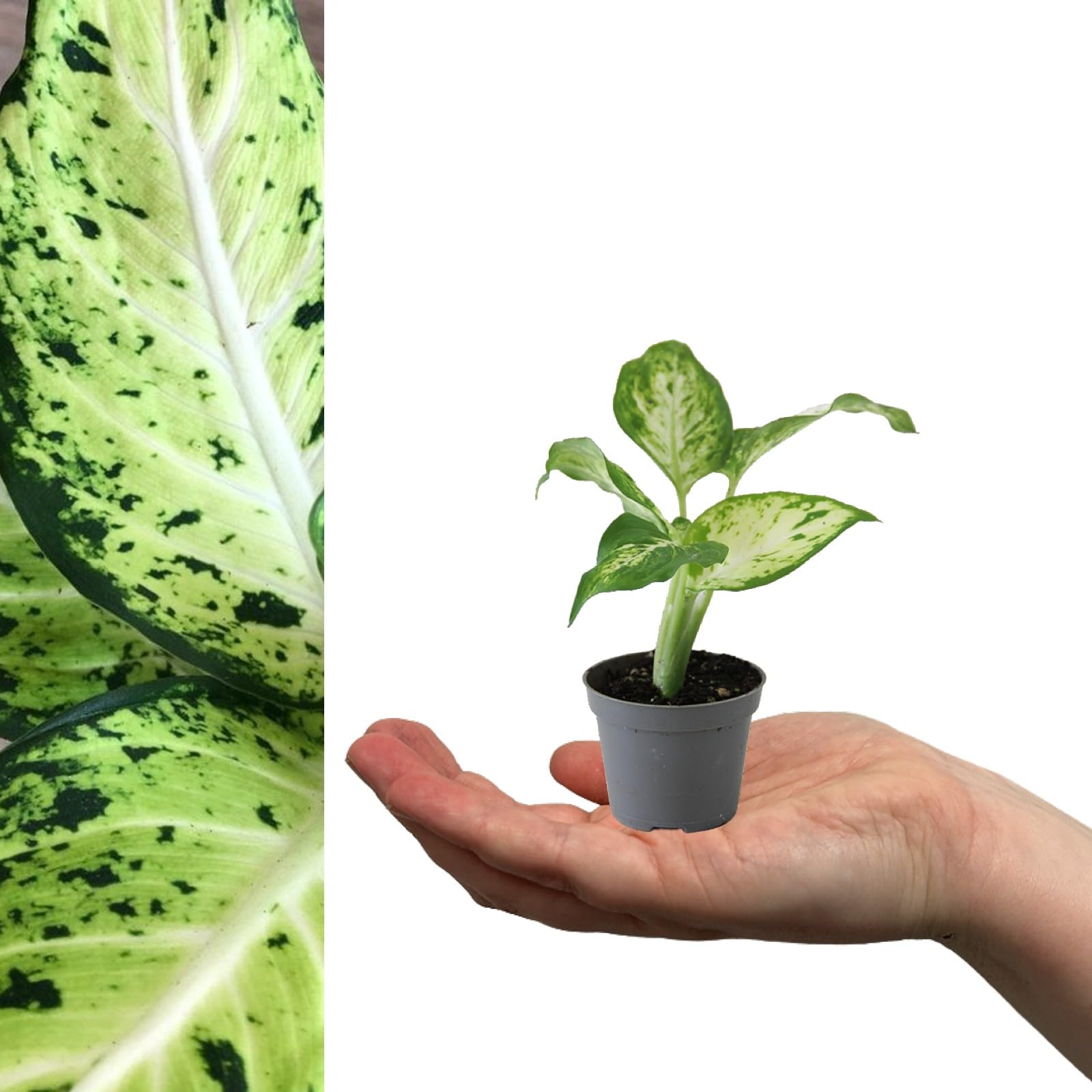 Carbeth Plants Dieffenbachia Amy in 6cm Pot (1 Plant)