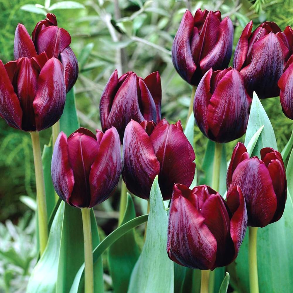 5 x Tulip Ronaldo - Perennial with Large Crimson Flowers — Looks Elegant in Flower Beds, Containers and Fresh Flower Arrangements - for Your Beautiful Garden