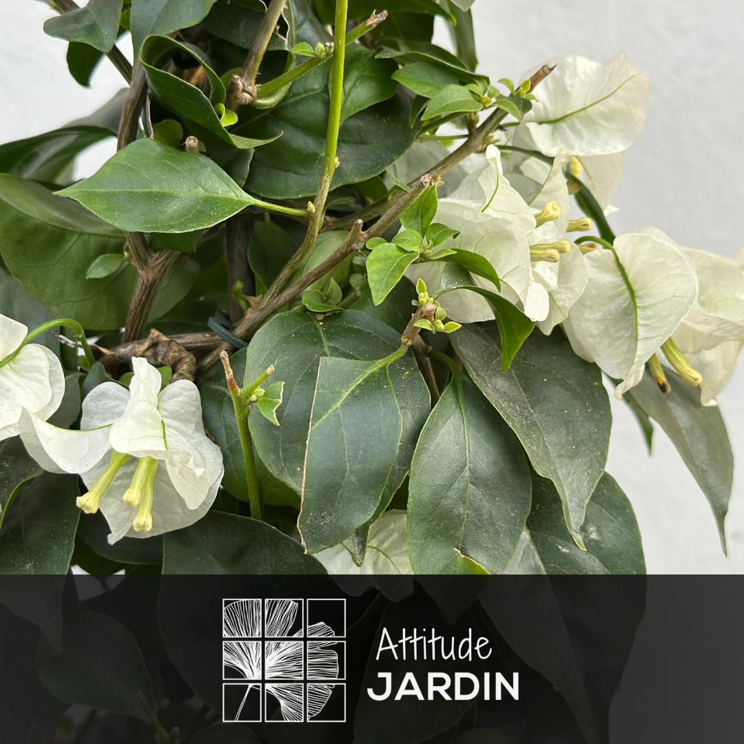 Attitude Jardin - Bouganville piramide - pianta fiorita - 70-80 cm - ⌀ 18 cm - pianta da esterno - fiore bianco