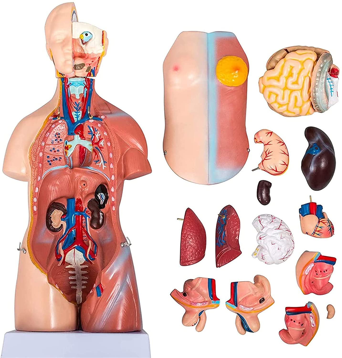 Modelo de anatomía del torso humano, 23 piezas, 45 cm, tamaño real, herramienta de enseñanza médica educativa