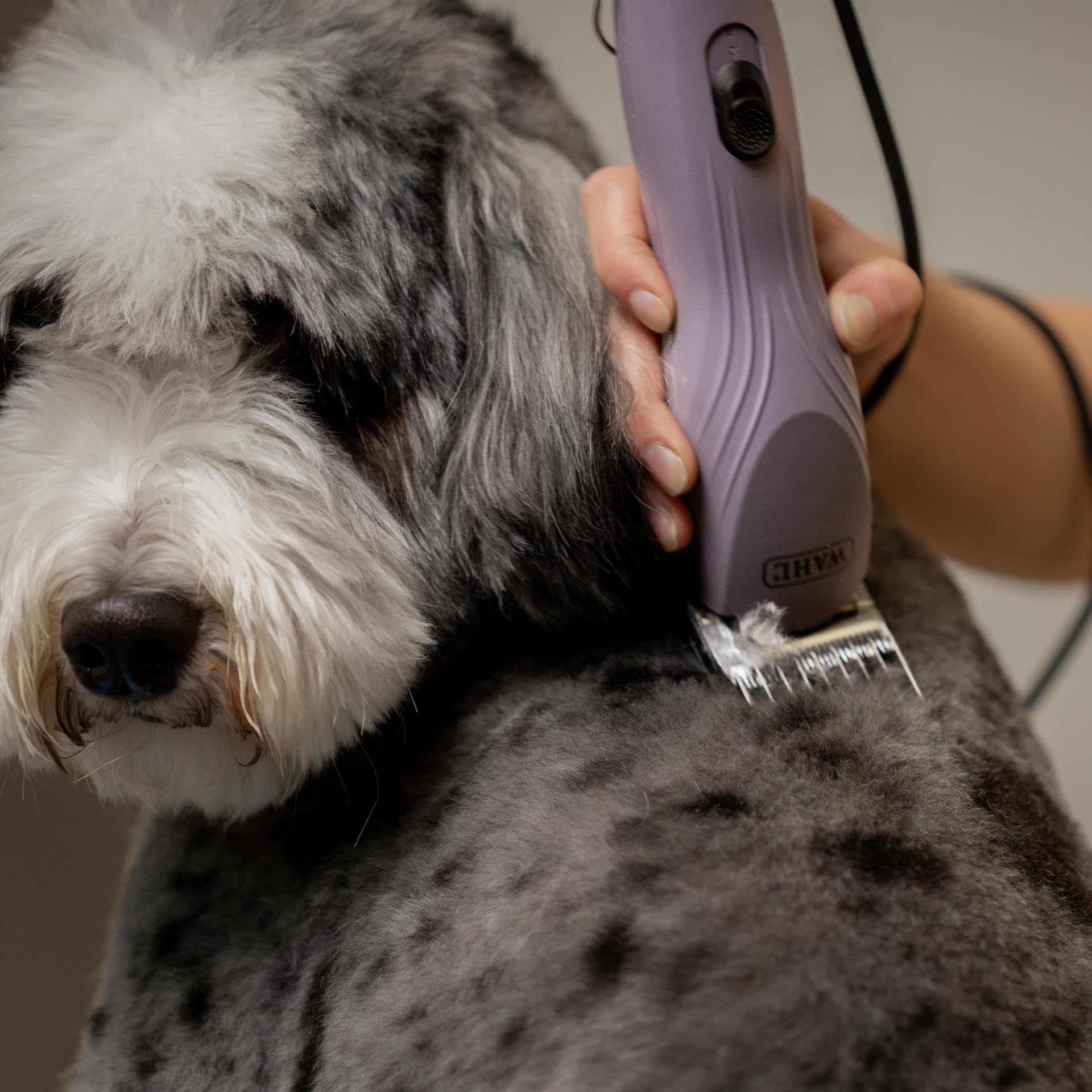 Agrarzone Edition Wahl KM10+ tosatrice professionale per cani e gatti - Silenziosa, Potente, con set di rilievi - Ideale per toelettatori e veterinari