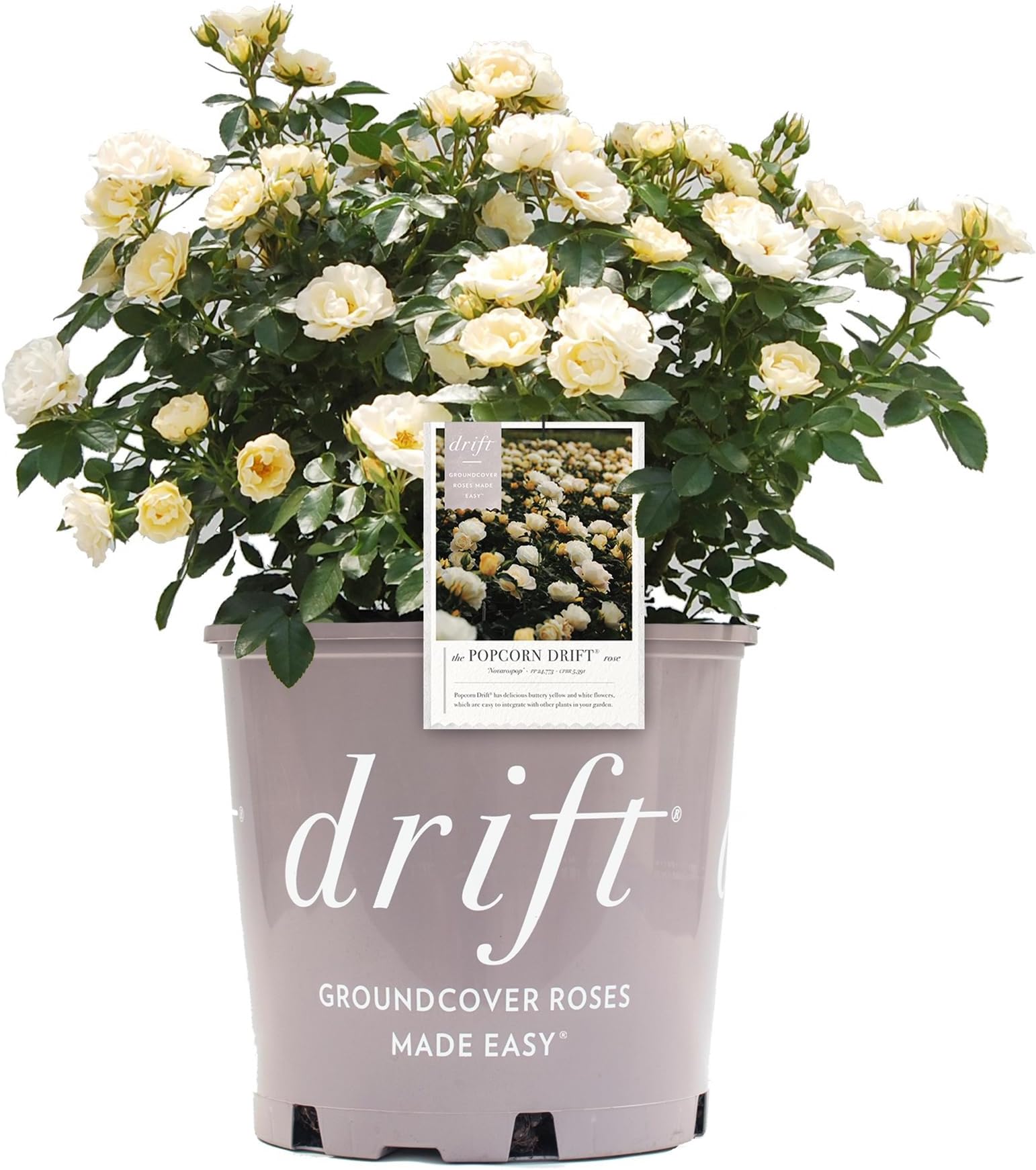 2 Gallon Drift Rose Popcorn Shrub