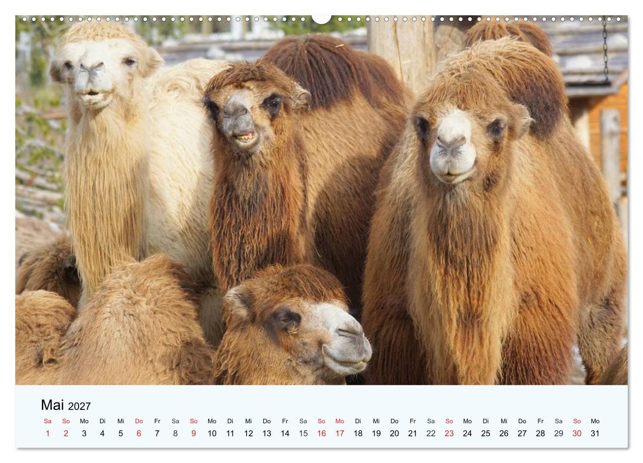 CALVENDO - Die Kameliden. Hübsche Kamele, Lamas und Alpakas (Wandkalender 2027 DIN A2 quer), Monatskalender: Die hübschen Tiere aus der Paarhufer-Familie