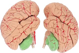 Ciieeo 1 Pieza Desmontable Enseñanza Maqueta de Herramienta Estudiantes y Neurociencia