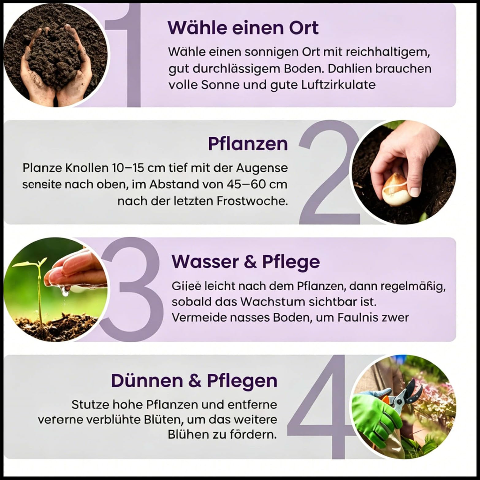 Gladiolen 2026 -Edles Accessoire-Farbenreich & Elegant-Ausgefallenes Design-Sammleredition-Gartenkunst-Robust & Einfach-15 Gladiolen -B