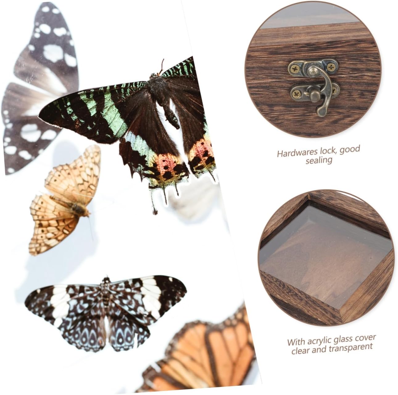 3pcs Specimen Display Box Retro Entomology Holder Lid and Multi-functional Storage for Specimens Jewelry and Crafts Carbonized