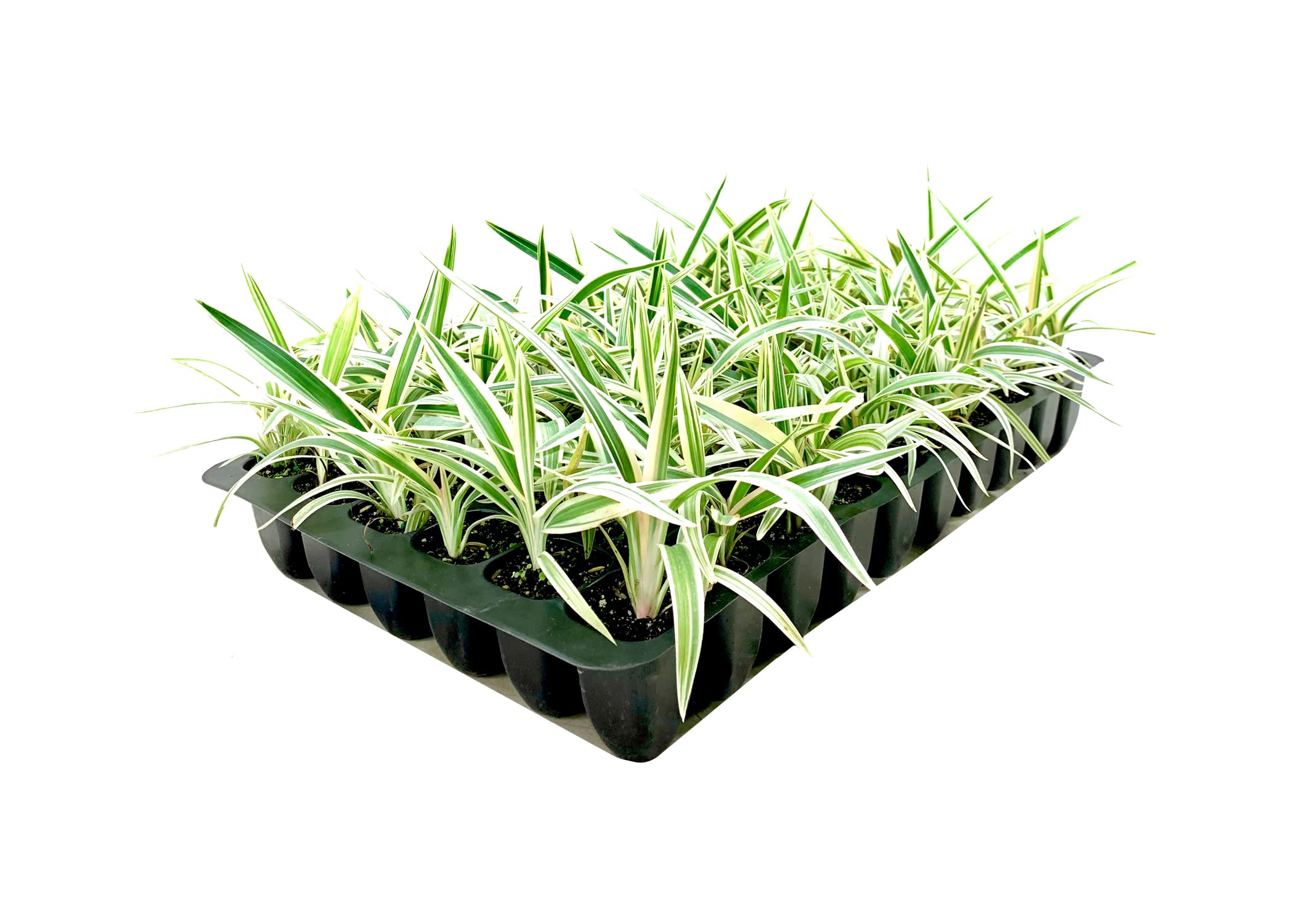 Amazon.com : Flax Lily | Variegated Dianella Tasmanica Variegata