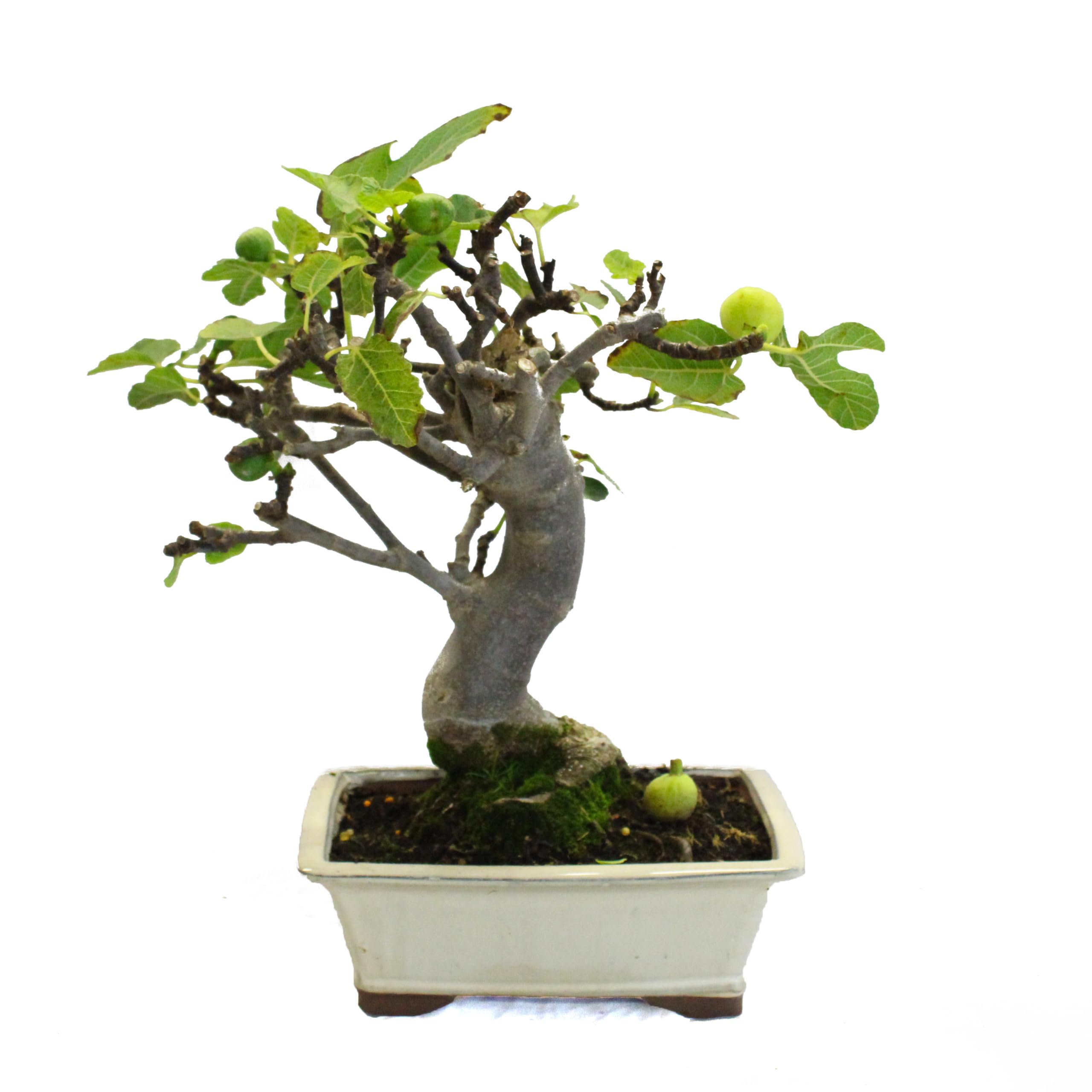 KENTIS - Bonsái Ficus Carica - Bonsái de Higuera Común - Plantas Reales de Exterior - Maceta de Cerámica - Altura 40-45 cm Maceta Ø 27 cm