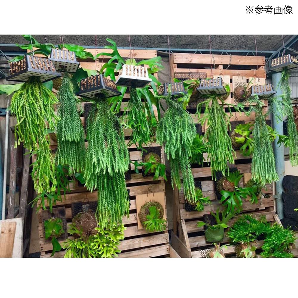 Amazon.co.jp: コウモリランバスケット グレー LLサイズ ハンギング