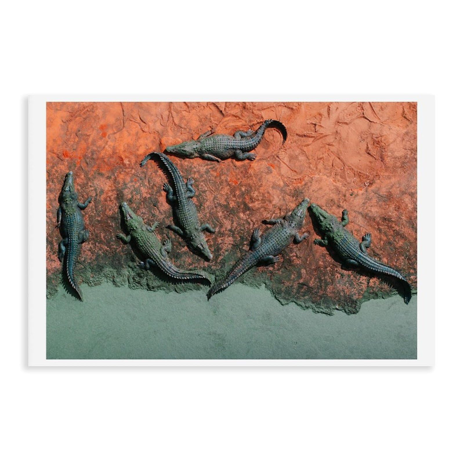 HEYANM Crocodiles Broome Print Western Australia Wild Animal Canvas Poster Bedroom Office Room Decor Gift Unframe 24x36inch