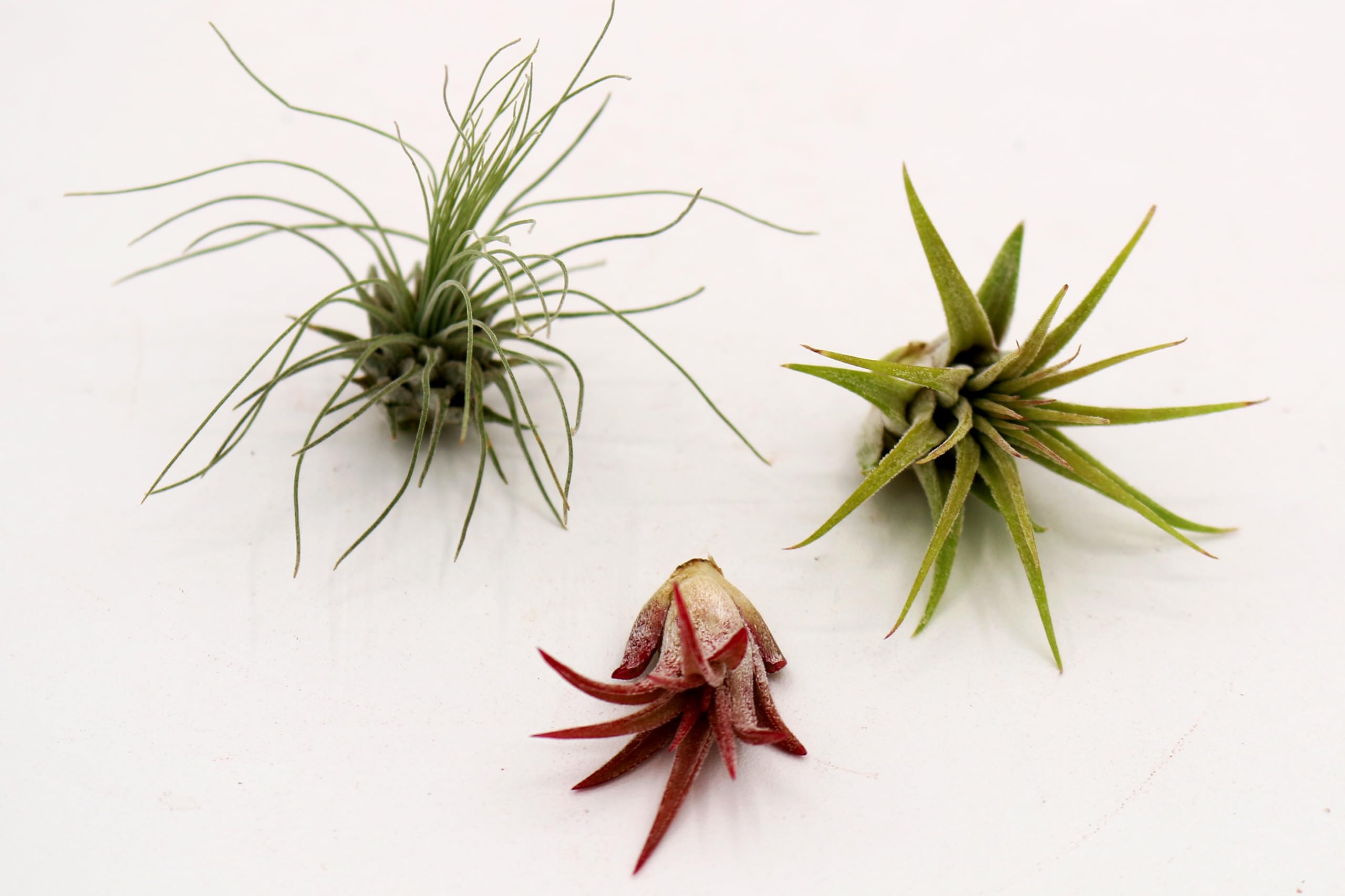 Colorful Air Plant Hand Selected Fast Growing Easy Care Low Maintenance Indoor Outdoor Houseplant Succulents Tillandsia Ionantha Awesome Industries (Combo #1 3 Pack GRF)