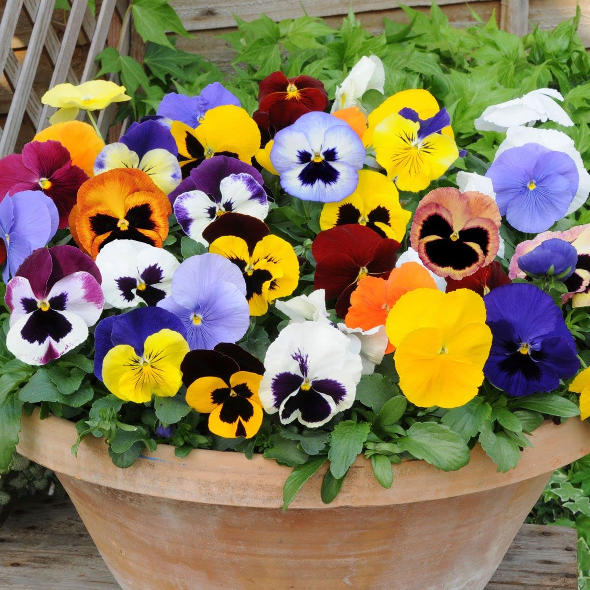 Pansy Matrix Mixed - Tray of 40 Small Plug Plants - Autumn and Winter Flowering Pansies