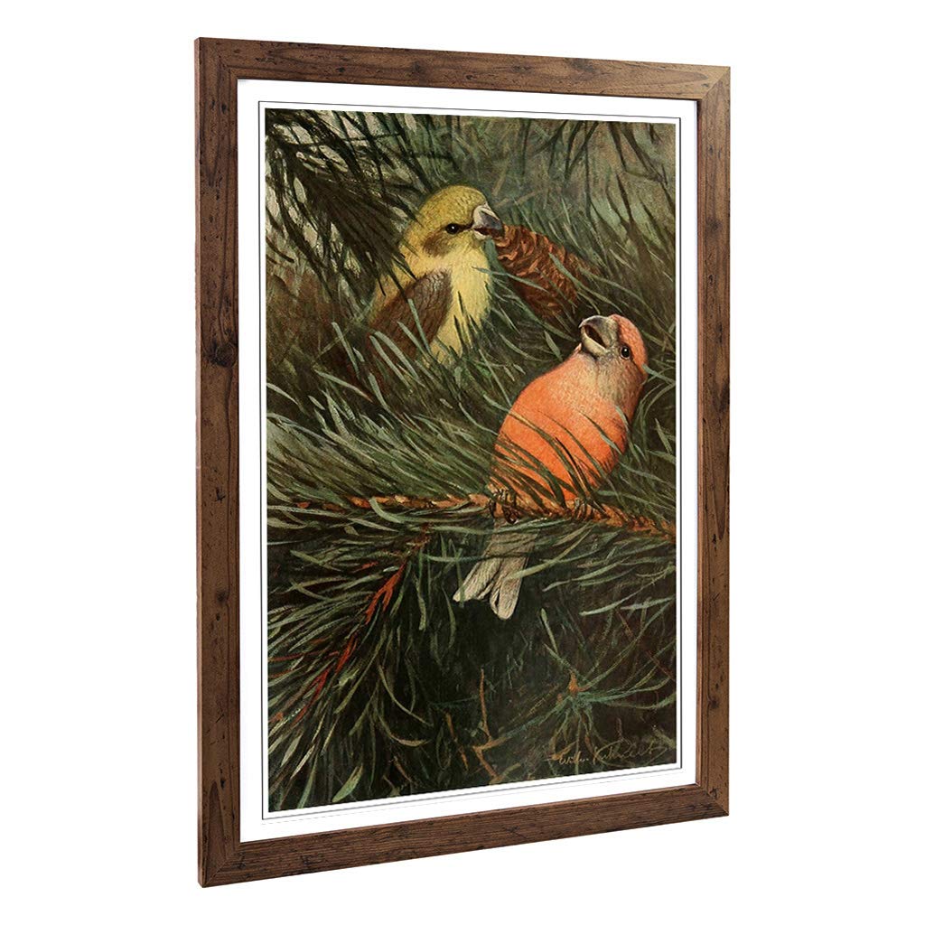 Big Box Art Framed Print of Vintage W Kuhnert Parrot Crossbill Design | Wall Art Picture | Home Decor for Kitchen, Living Room, Bedroom, Hallway, Walnut, A2 / 24.5x18 Inch / 62x45cm