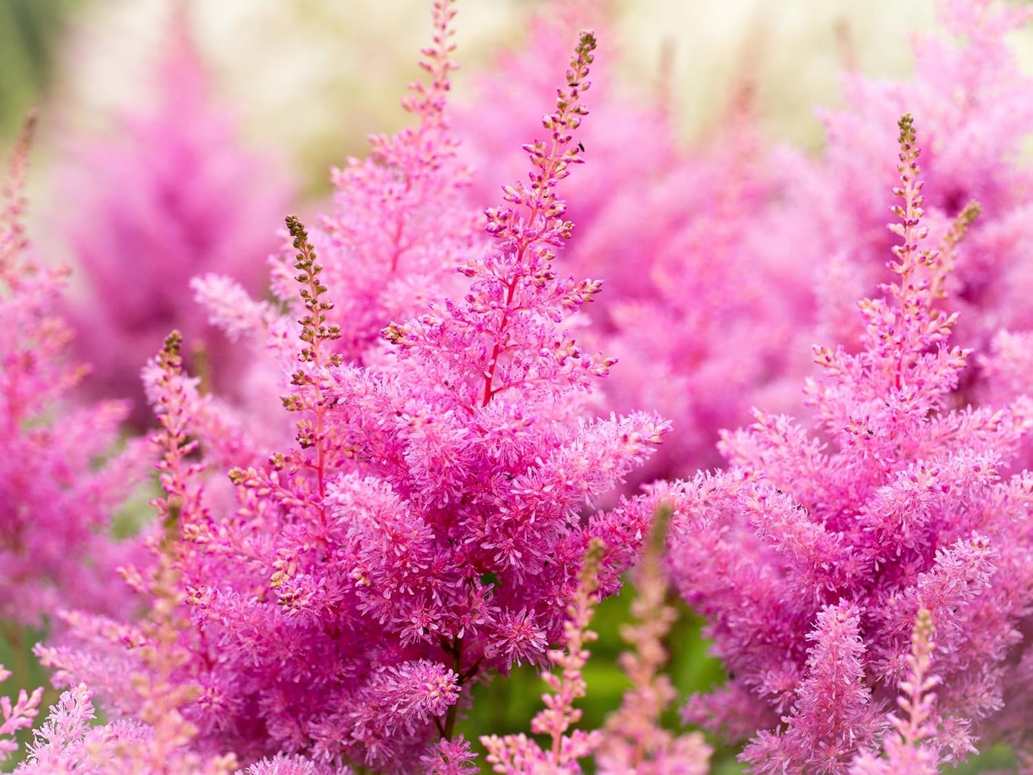 Stauden Gänge 10 x Astilbe arendsii 'Astary Rose' Prachtspiere winterhart