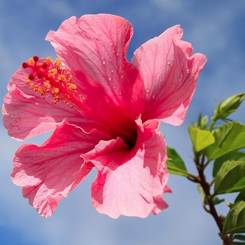 Miniatura 9 de Hibisco Rosa. rosa-sinensis. Planta Viva - Hibisco Tropical en Flor, Flores Bonitas, Usado en Té y Jugo (4 Copas de Hibisco Rosa)