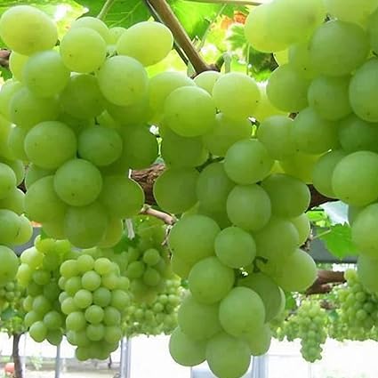 Guruji Plantation Live Fresh Real Green Grape Fruit Angoor Plant Draksha Phal Drakshya Munn Special Variety Munthiri Munnuga (Fruit After 1 Year) with Pot