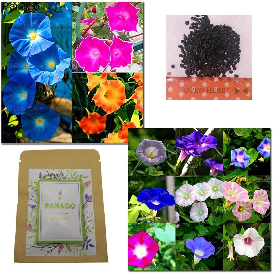 500+ Morning Glory"Crazy Mixture" (Rainbow Colors) Seeds for Garden Planting, Non-GMO Seeds by Panago Seeds