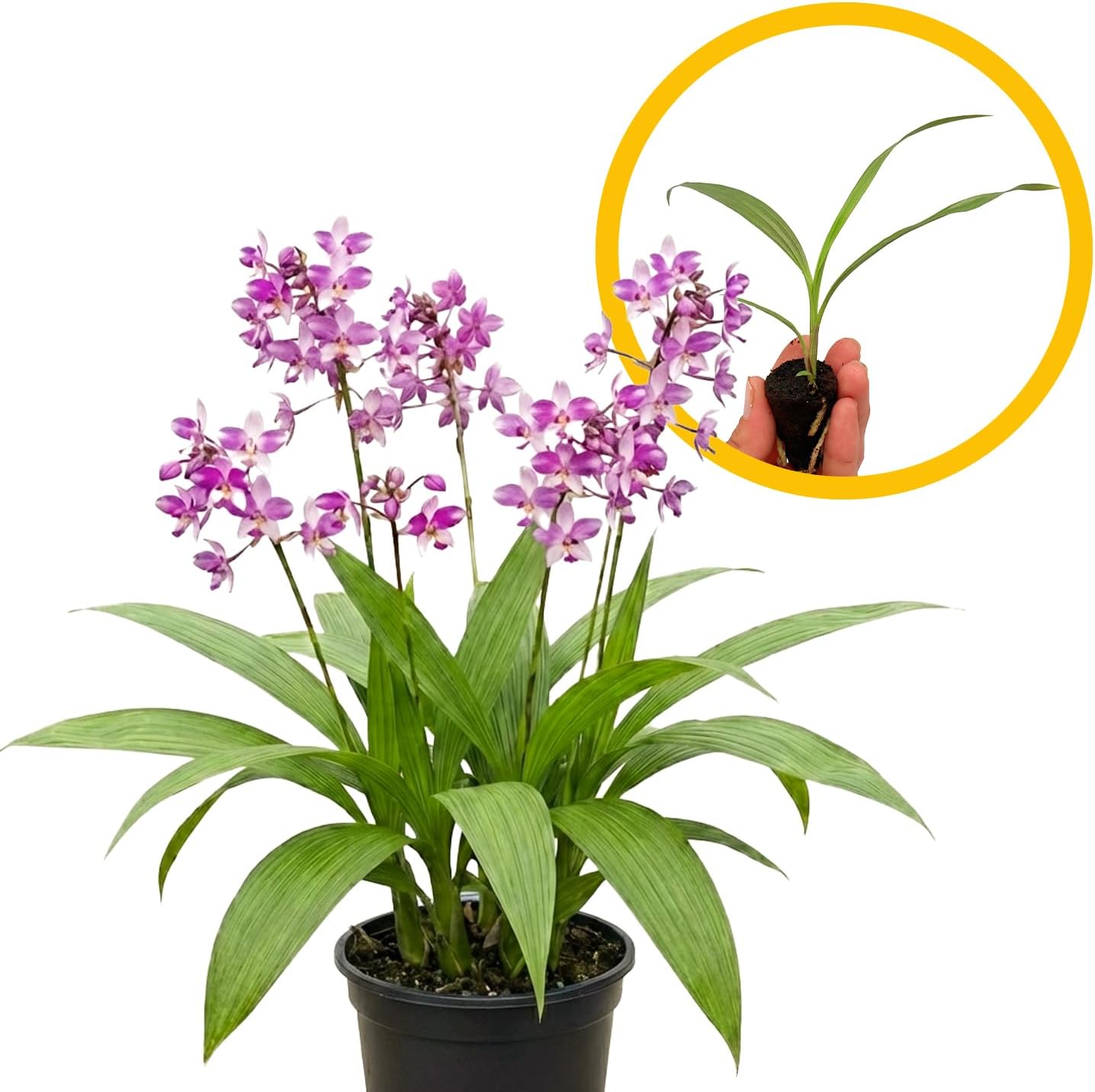 ragnaroc Spathoglottis ‘Mello Yellow’ 2-4" (Ground Orchid) & Spathoglottis ‘Harmony’ 2-4" (Ground Orchid) 4ct – Live Plant for Indoor Outdoor Use, Garden & Landscaping – Live Arrival Guaranteed