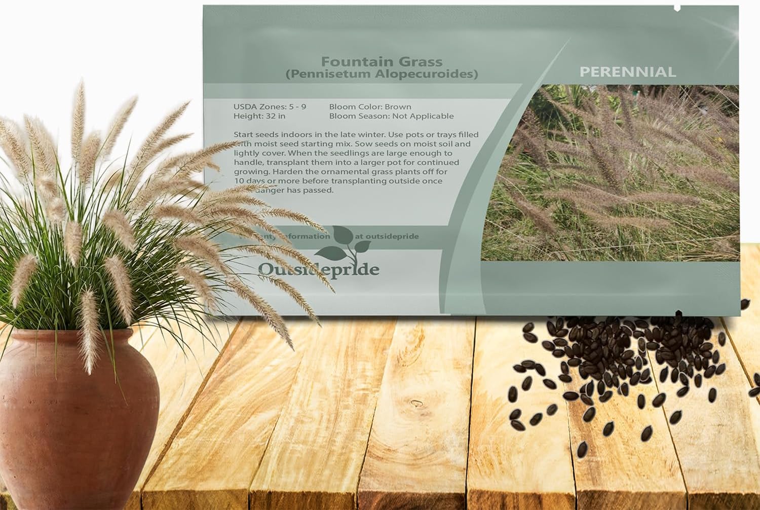 Outsidepride 100 Seeds Perennial Pennisetum Alopecuroides Fountain Ornamental Grass Seed for Planting