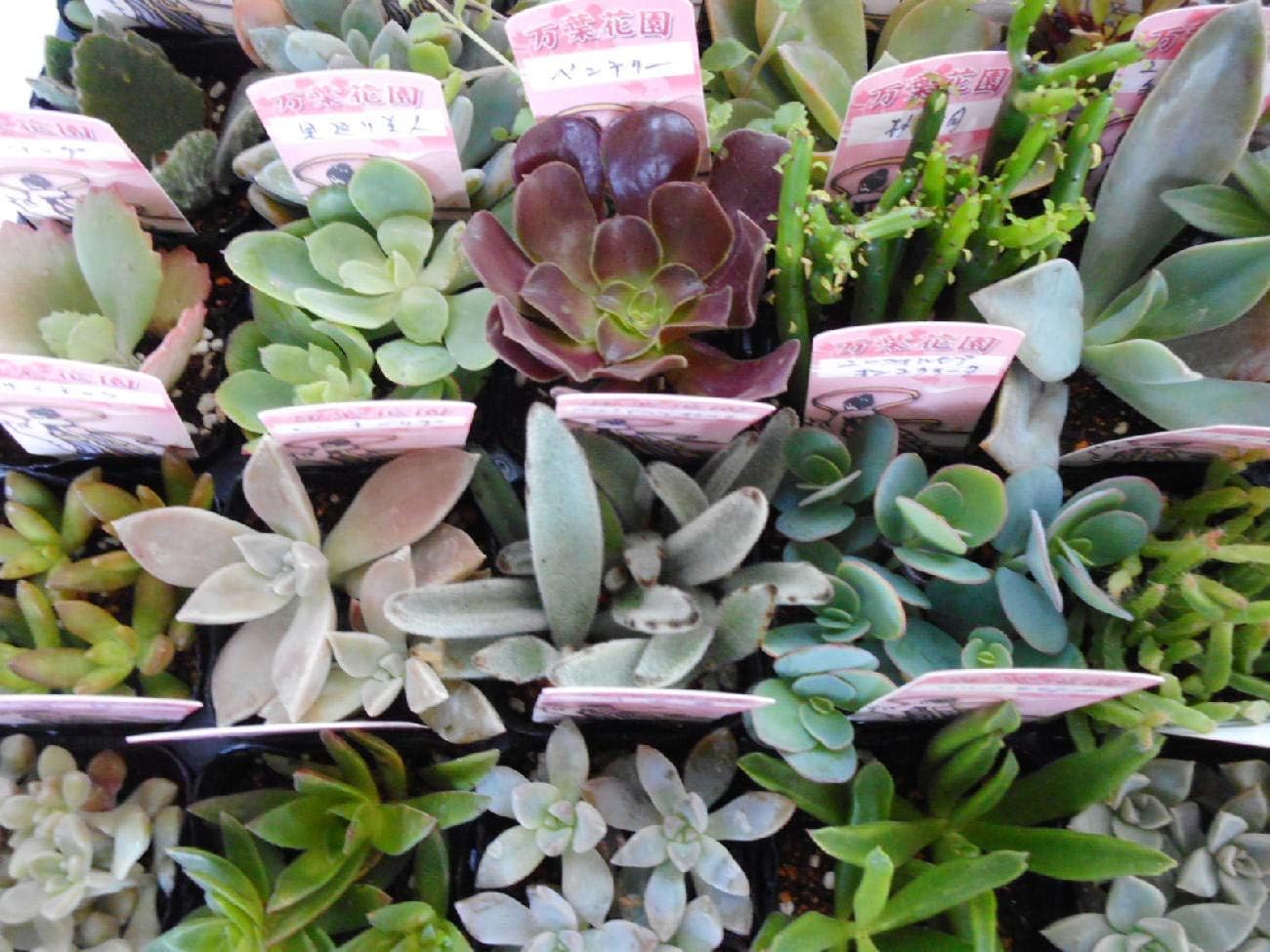 品多く 多肉植物 ミックス 40ポットセット 2 5号 送料無料 多肉苗セット販売 まとめ買い 人気