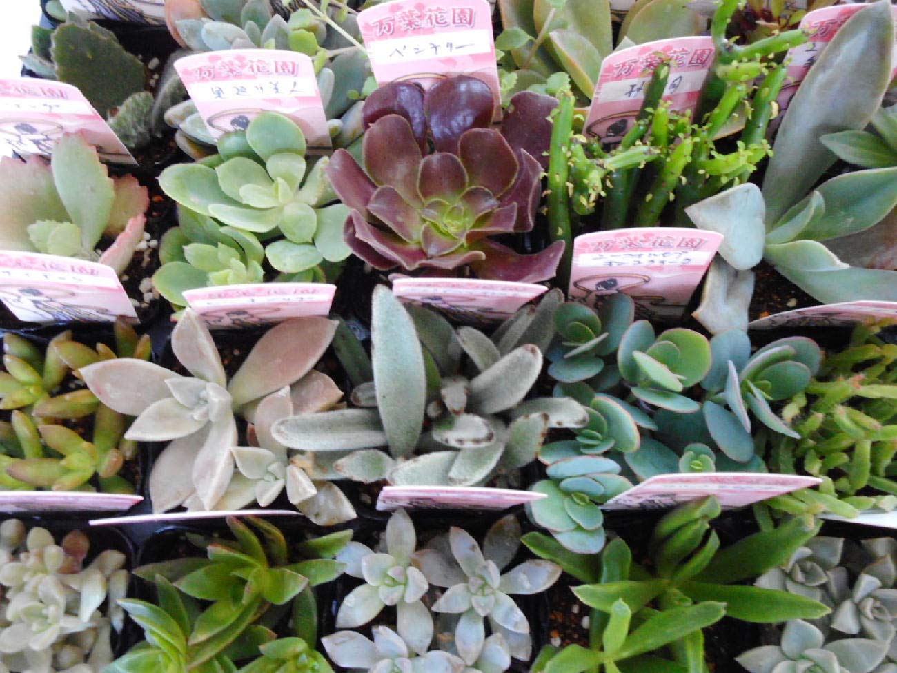 多肉植物セット*2 Amazon | 多肉植物ミックス 40ポットセット（2.5号） 多肉植物