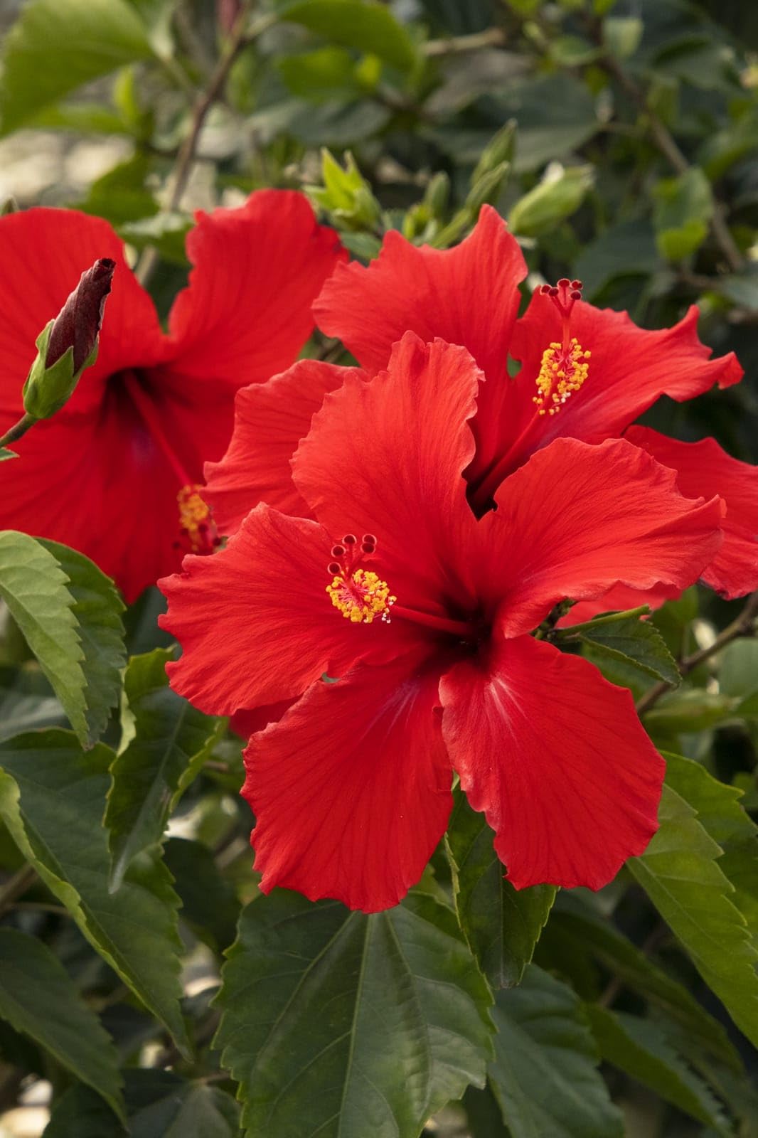 Live Red Hibiscus flower Puja Jaba Plant Vibrant Red Colour Hibiscus Flower Plant Tropical Flowear Plant Indoor & Outdoor Hardy Plant 1 Live Healthy Plant (B0CHDXZZL4) Amazon Price History, Amazon Price Tracker