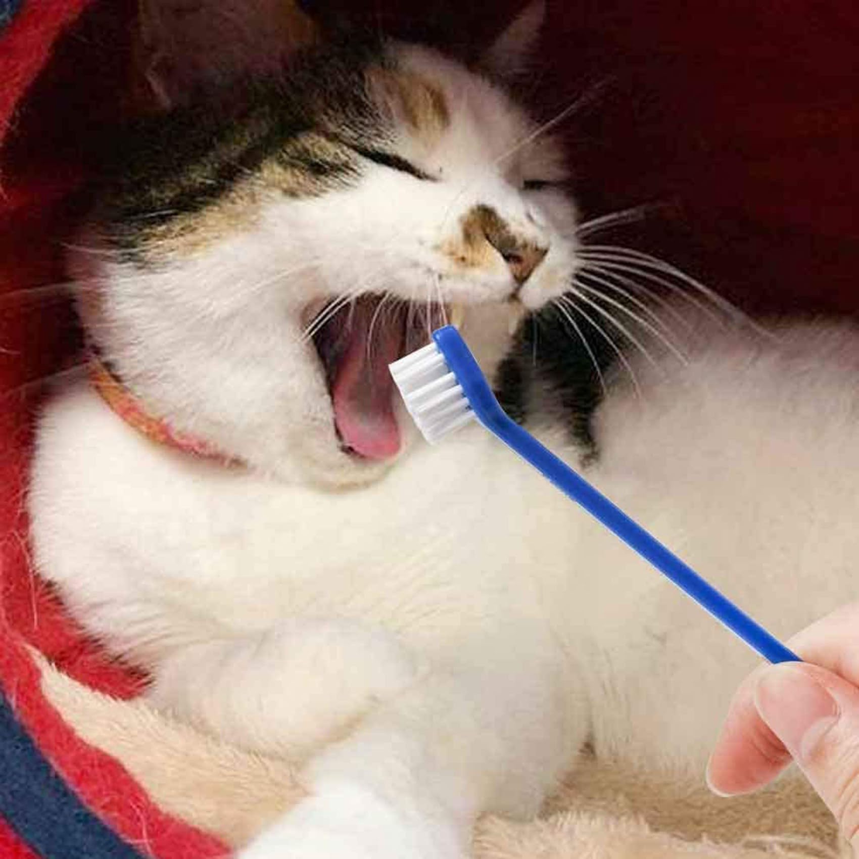 Ensemble de Brosse à Dents pour Animaux Compagnie, 200 Pièces, Ensemble de Brosses à Dents Dentaires Pratiques à Double TêTe pour Chien en Toute SéCurité, Soins Dentaires pour Chat