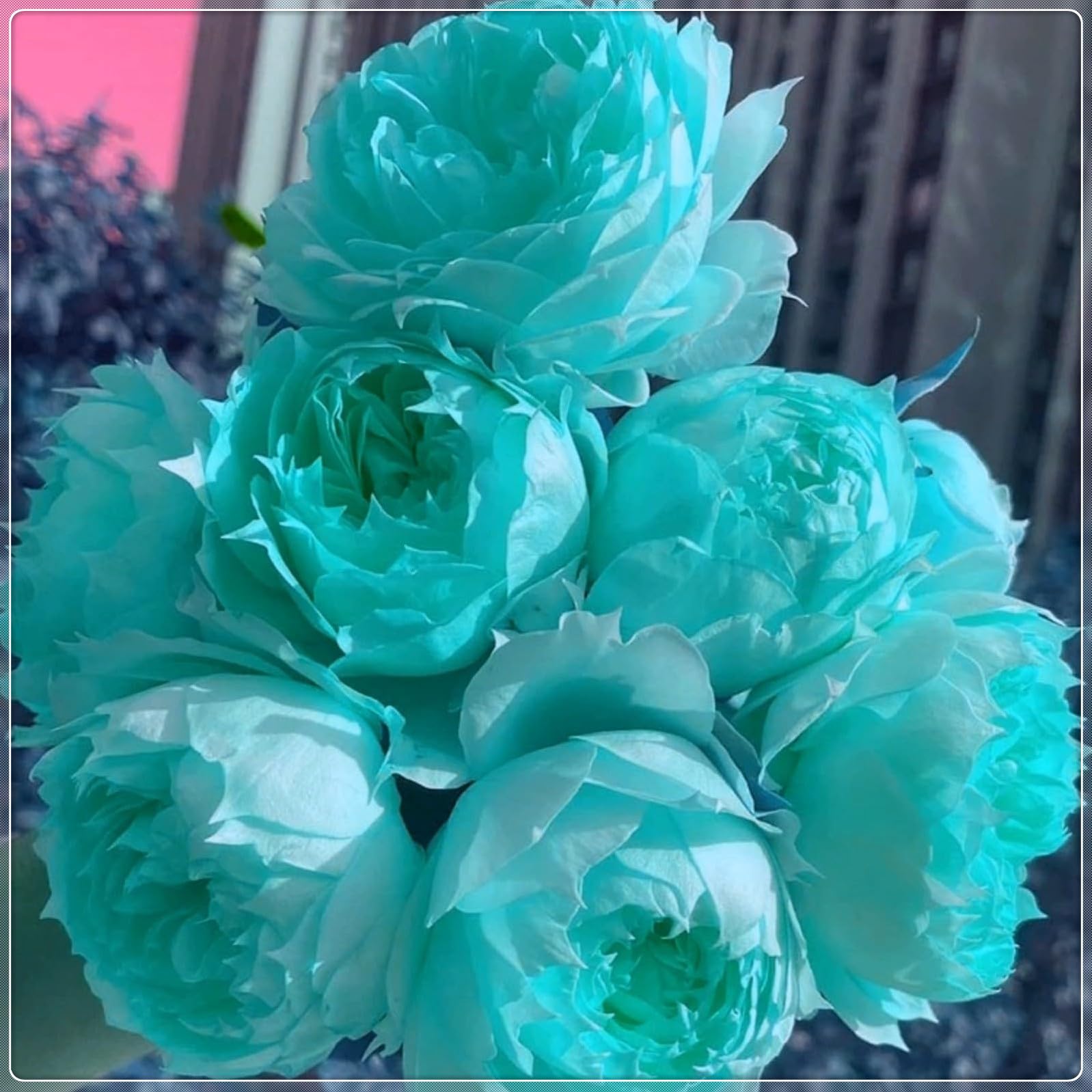 Cipolle Con Rose Rari,Abbellire l'ambiente,resistenti all'inverno,grazia,decorazione da giardino,Aroma affascinante,rizoma di rosa,mix di cipolle.Molto Colorato.- 4Wurzel-F