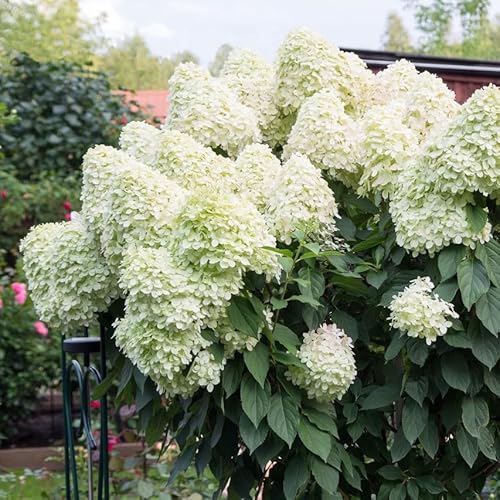 Hydrangea paniculata 'Unique' in 2L Pot with Stunning Conical Flowers 3fatpigs®