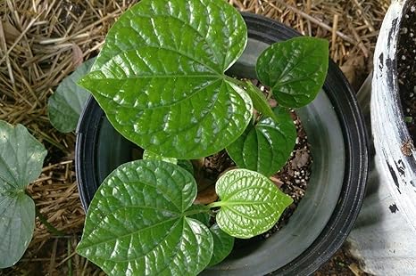 Amazon Co Jp 発芽seeds 6 キンマの葉 キンマ Piper Betle ライブ植物有機 ラロットpaan Diy 工具 ガーデン