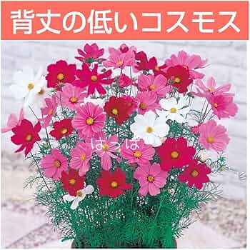 Amazon.co.jp: 花の種 背丈の低いミニコスモス mix色 50粒 わい