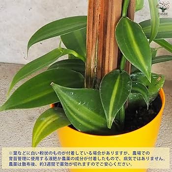 Amazon.co.jp: バニラの木 10.5cmポット【品種で選べる花木苗/1個売り