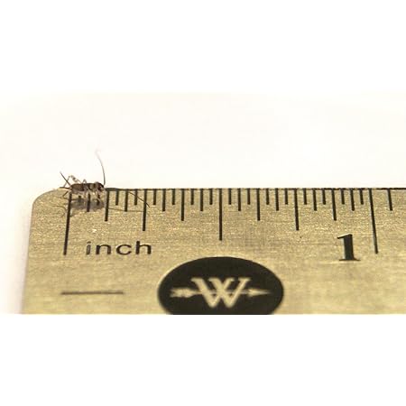 Josh's Frogs 1/8" Banded Crickets