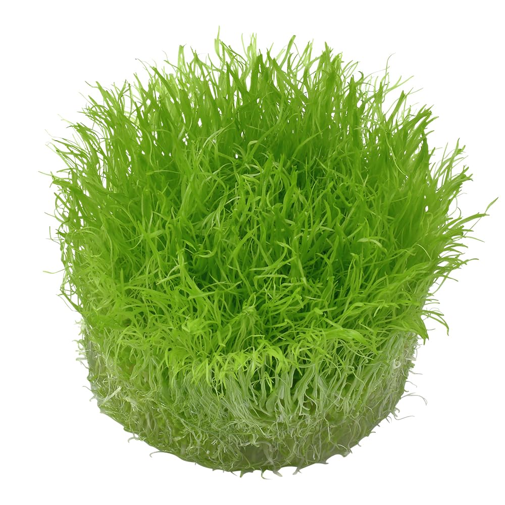 Tropica 1-2-GROW! Utricularia graminifolia - Grasblättriger Wasserschlauch - In-Vitro Aquariumpflanze